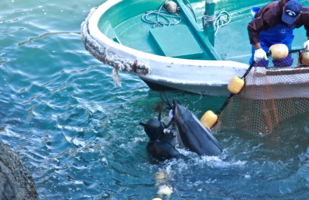 Diver pulls another panicked dolphin off the nets.